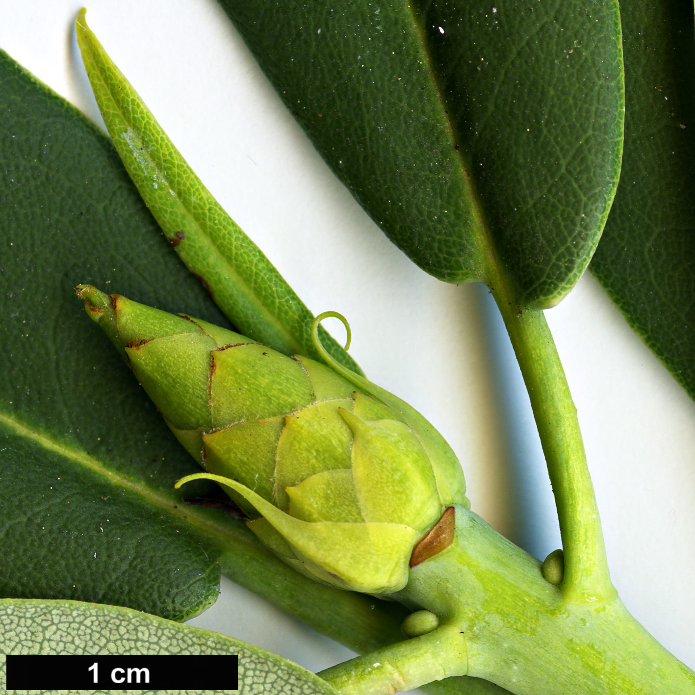 High resolution image: Family: Ericaceae - Genus: Rhododendron - Taxon: fortunei - SpeciesSub: subsp. discolor